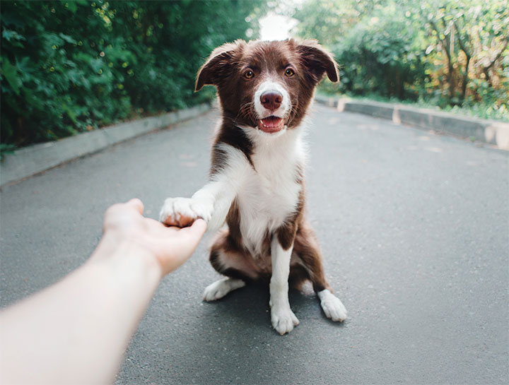 Pet Physical Therapy