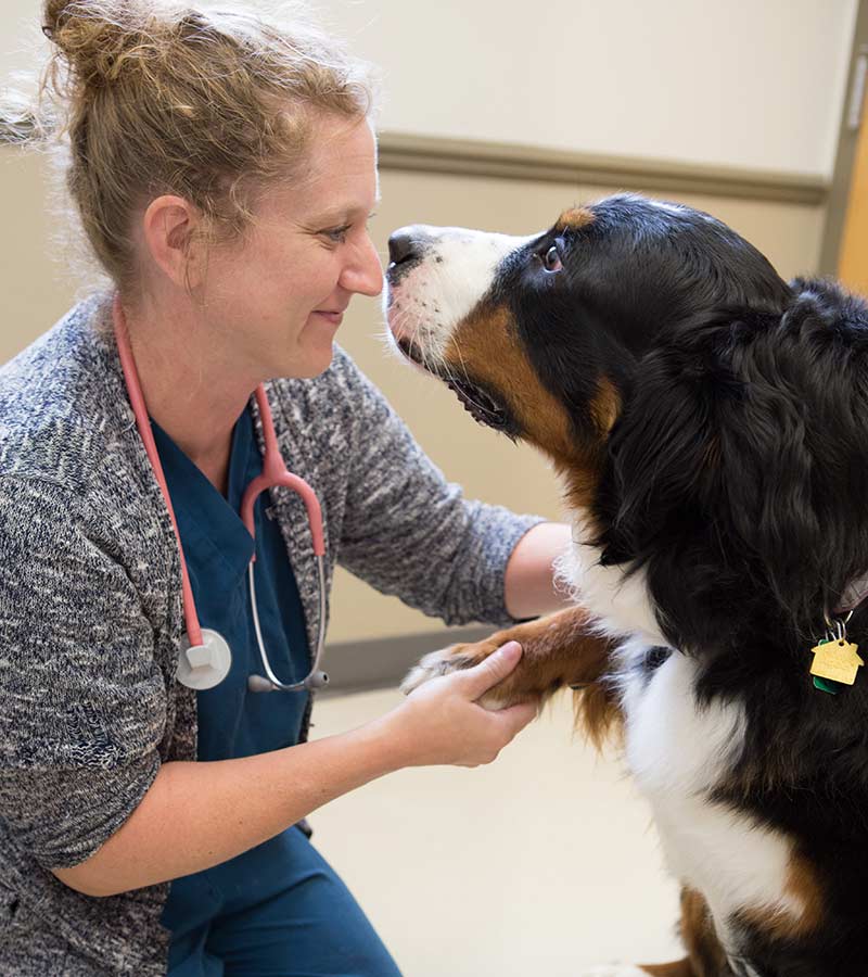 Veterinary Care