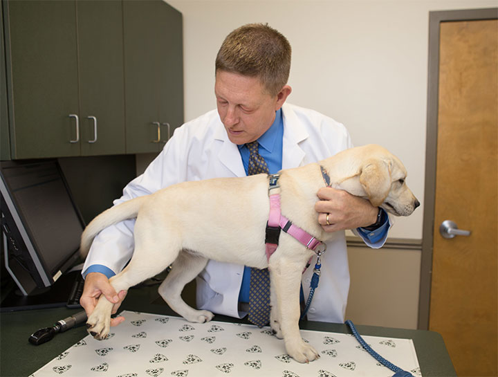 Dog Veterinarian