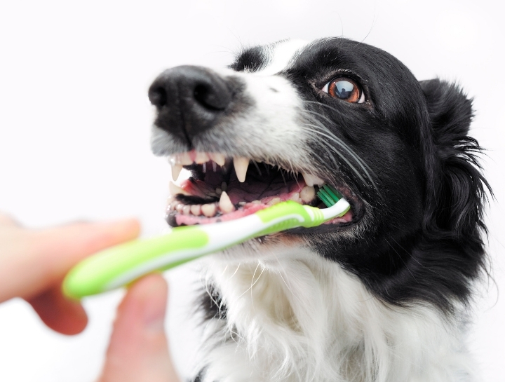 St. Charles Pet Dentists